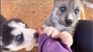 Siberian Husky Puppies Play Cry Eat Snuggle amp WrestleHusky Puppies Cute amp Funny Video [upl. by Neehsuan]