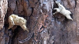 Incredible Fight Mountain Goat Tossing Snow Leopard Fall Down From Cliff To Escape Mountain [upl. by Hound]