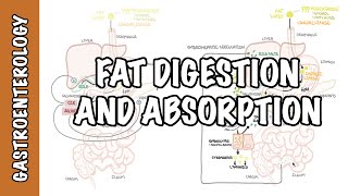 Fat lipid digestion and absorption physiology [upl. by Atteuqihc]