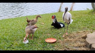 Wood Stork Egyptian Geese Muscovy amp Mottled duck Cigüeñón Ganso Egipcio Pato Criollo y Moteado [upl. by Odravde104]