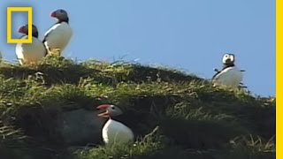 Iceland Puffins  National Geographic [upl. by Layla]