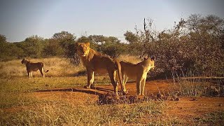 Cat Eye  Wildlife Live Stream – Greater Kruger National Park [upl. by Alli]