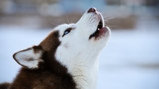 HUSKY BARKING  HUSKY HOWLING AND BARKING COMPILATION 2016 [upl. by Hermia]