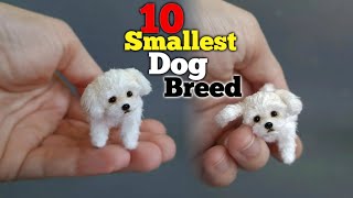 Top 10 small dog breed  easily available in India 2022 teacup dog [upl. by Ailimac]