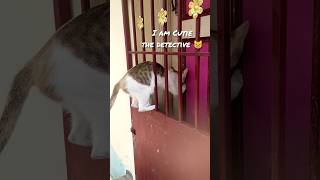 CATLOCK HOLMES😺🔎 Cat videos original cat shorts funny adventure sherlockholmes youtubeshorts [upl. by Suhail]