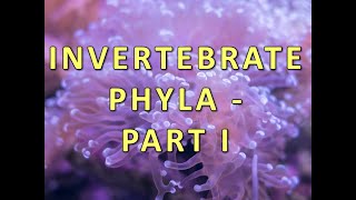 Invertebrate Phyla  Part I [upl. by Ahcila]