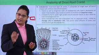 Class10th – Dicot and Monocot Root Structure  Xylem  Tutorials Point [upl. by Udenihc]