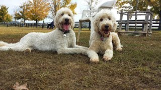 Goldendoodles  Lifes an Adventure Video Compilation [upl. by Caz530]