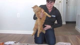 How To Give Liquid Medication To A Cat The Notsonice Cat Version [upl. by Gruber]