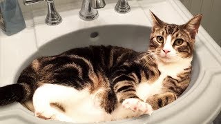 Cute and Funny Cat Videos to Keep You Smiling 🐱 [upl. by Yesrej]