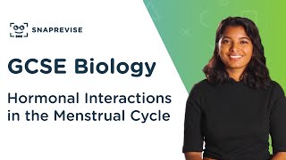 Hormonal Interactions in the Menstrual Cycle  91 GCSE Science Biology  OCR AQA Edexcel [upl. by Nevin963]