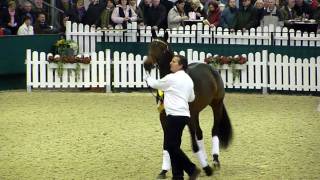 Kentucky trakehner hengstschau Münster  Handorf 2010 [upl. by Homerus]