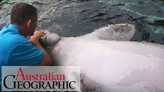 Meet Australias only captive dugongs [upl. by Chandra]