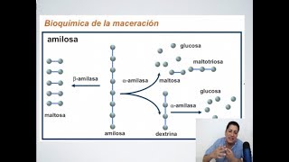 Masterclass sobre Maceración en la Elaboración de Cerveza [upl. by Amann363]