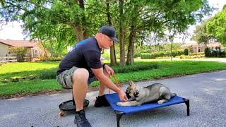 How to Train GSD Puppy 10 weeks old [upl. by Malim]