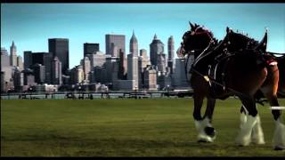 911 Budweiser Clydesdales Tribute in HD [upl. by Tripp]