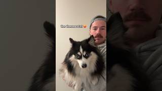 not a thought behind those eyes pomsky dog funny tiktokshorts dogs puppy cute [upl. by Iasi]