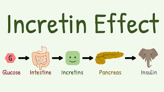 Incretin Effect Why oral glucose causes more insulin secretion [upl. by Halyk]