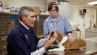 Basic Eye Examination of Dogs by Dr Phil Pickett [upl. by Neall]