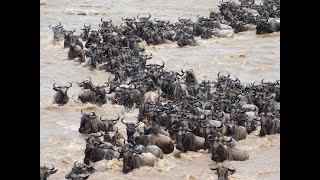 Wildebeest Migration Sept 2022 [upl. by Vincenta]