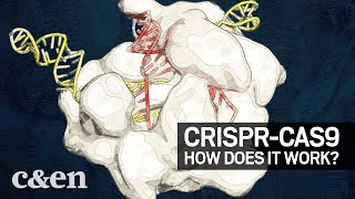 The 2020 Nobel Prize in Chemistry How CRISPRCas9 works [upl. by Yelrahc]