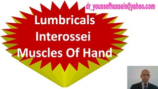 22 Lumbricals muscles  Palmar  Dorsal interossei muscles of the hand [upl. by Gans]