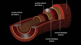 Artères et veines [upl. by Aisauqal619]