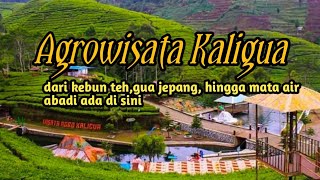 Agrowisata Kaligua Brebesdari kebun teh gua jepang sampai mata air abadisarnovlog [upl. by Ormiston]