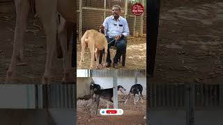 கன்னி நாய்களுக்கு சிப்பிப்பாறை குட்டிகள் பிறக்குமா kanni chippiparai dog ikeypets shorts pets [upl. by Millwater28]