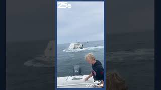 Breaching whale crashed into a boat Tuesday in Portsmouth Harbor capsizing it [upl. by Ellerad]