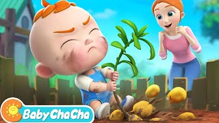 One Potato Two Potatoes  Counting Song  Baby ChaCha Nursery Rhymes amp Kids Songs [upl. by Meri]