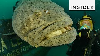 Meet the Goliath Grouper Fish [upl. by Hgalehs]