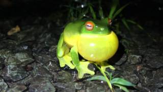 Redeyed tree frog [upl. by Chee]