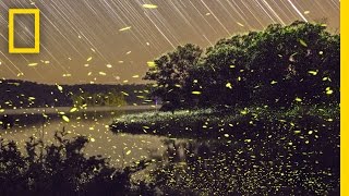 Enchanting Fireflies Paint the Sky  Short Film Showcase [upl. by Huttan810]