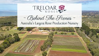 About Us  Treloar Roses  Australias Largest Rose Production Nursery [upl. by Delbert681]