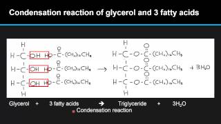 B46 Describe the condensation of glycerol and three fatty acid molecules to make a triglyceride [upl. by Dnalhsa]