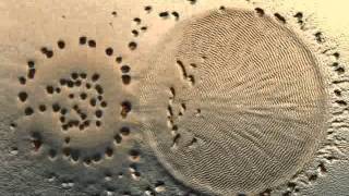 Myxococcus xanthus preying on an E coli colony [upl. by Friedberg]