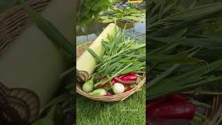 Harvesting vegetables farming [upl. by Iahcedrom]