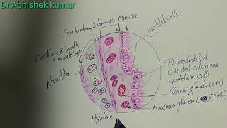 Histology of trachea [upl. by Nnire]