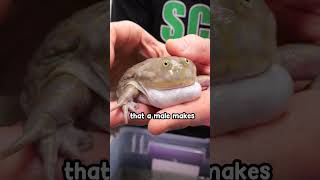 why do frogs scream [upl. by Dyche]