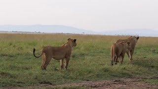 Rongai Lion Pride in Morning  Masaimara  30 May 2024 [upl. by Adnarim]