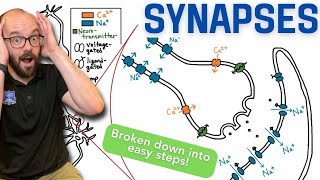 Synapses  Broken down into simple steps [upl. by Aliuqaj]