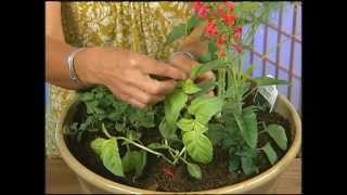 Desert Gardening Herbs with Carol Stuttard [upl. by Mariandi]