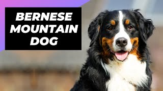 Bernese Mountain Dog 🐶 The Giant amp Fluffiest Mountain Dog [upl. by Etteiram]