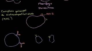 Células apresentadoras de antígenos e os complexos MHC II [upl. by Annamarie]