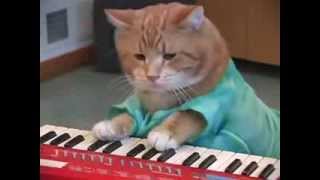 chat qui fait de la musique [upl. by Couhp]