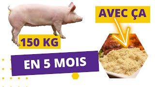 AUGMENTEZ LE POIDS DES PORCS AVEC CE NOUVEAU INGREDIENT [upl. by Newmark]