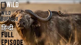 Wild buffalo  animal planet hindi documentary  discovery channel 2023  National Geographic [upl. by Gwennie]