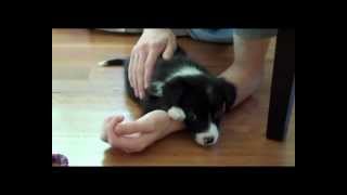 Cutest border collie puppy ever [upl. by Kenti]