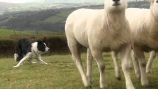 Beautiful Sheepdogs  Border Collie  Collies  in training [upl. by Assennav]